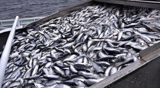 экспорт рыбы из Мурманской области вырос - фото - 3