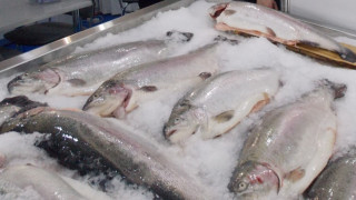 экспортёрам рыбы упростят получение сертификата для поставок в ЕС - фото - 1