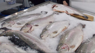 рыбный рынок Перу: возможности экспорта - фото - 1