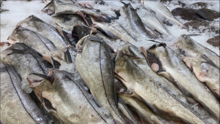 для мурманских экспортёров запустят «Рыбный шаттл» в страны Азиатско-Тихоокеанского региона - фото - 1