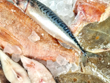 объявляем сбор заявок на участие в международной выставке Seafood Expo Russia 2026 с господдержкой - фото - 1