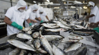 более 64 тонн рыбы отправили на экспорт из Мурманской области - фото - 1