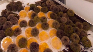 арабские страны заинтересованы в морских деликатесах из Заполярья - фото - 1
